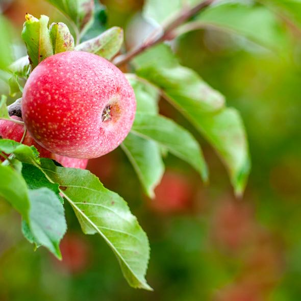 Wellsley Farms Organic Pink Lady Apples, 5 lbs.