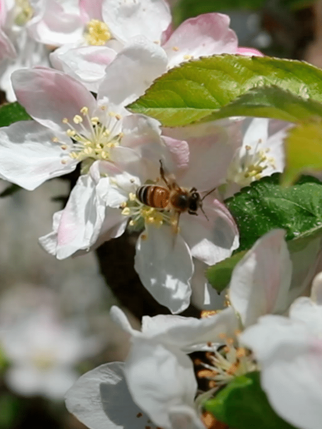 Biodiversity in the orchards